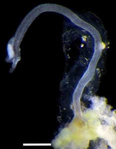 Osedax priapus