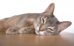 Abyssinian.jpg