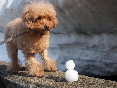 雪だるま作った!