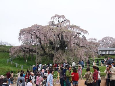 三春滝桜