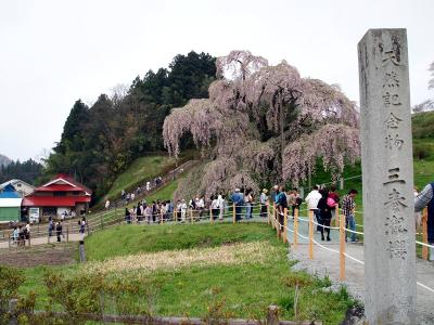 三春滝桜