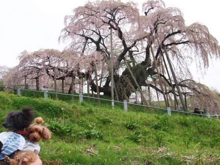 大きい! 迫力があります