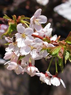 桜♪