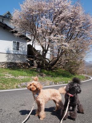 桜咲いてる!