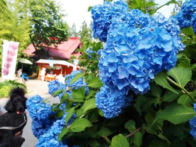 紫陽花