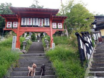 朝のお散歩