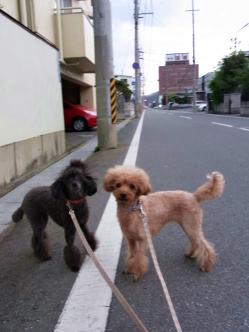 お散歩