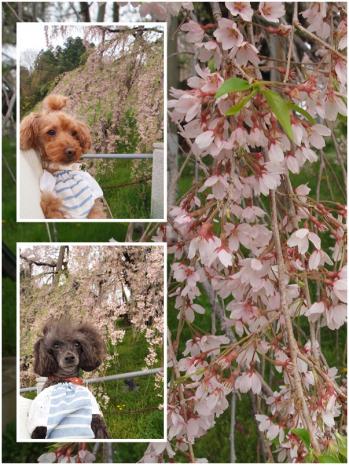三春滝桜