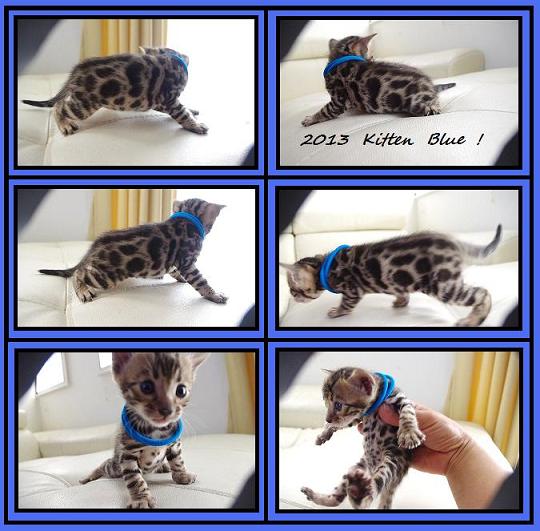 2013Kitten Blue