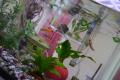 P1010493-2.jpg