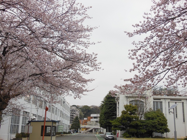 櫻と庁舎