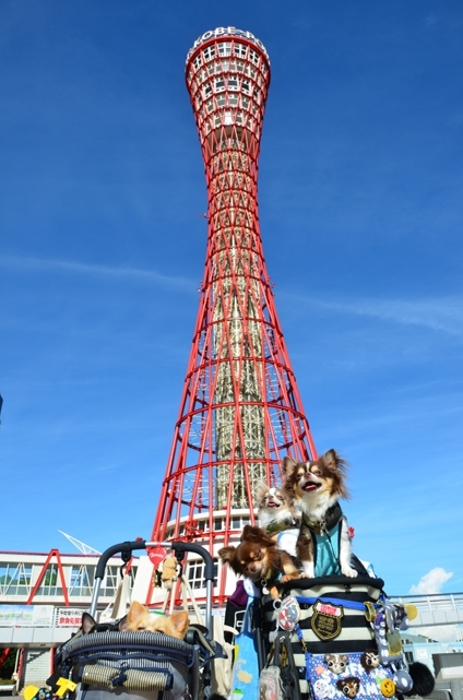 DSC_18494.jpg