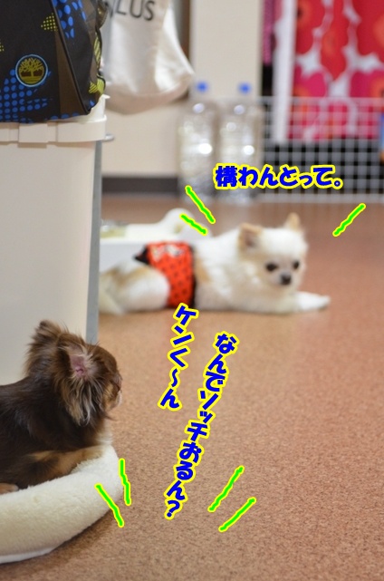 DSC_6995_20120514224208.jpg