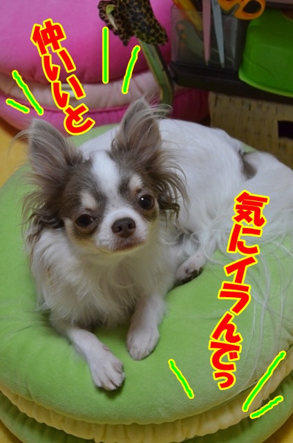 DSC_8591_20120729211203.jpg