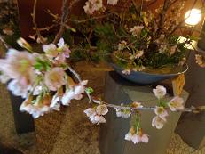 ブログ22桜