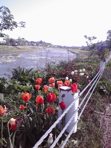 河川敷のチューリップ