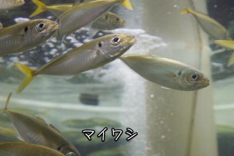 EOS7D_20120715 _IMG_2916