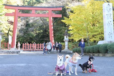 EOS7D_20121118 _IMG_6079