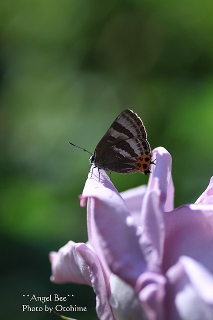 IMG_3862トラフシジミ