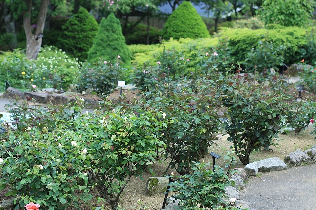 IMG_6641強羅公園