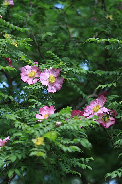 IMG_6667強羅公園