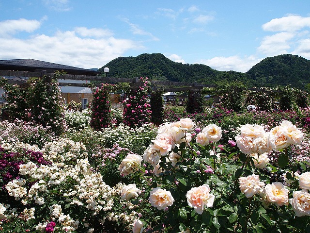 052中野