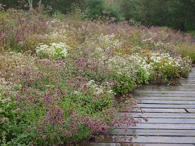 090十勝千年の森