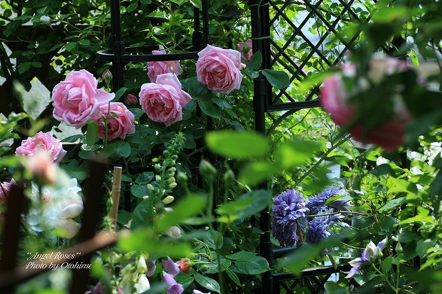 2007cIMG_7246roses