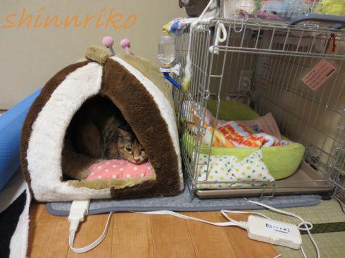 004use20130112.jpg
