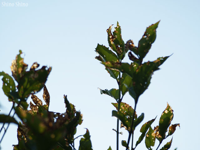 sfc2_120529