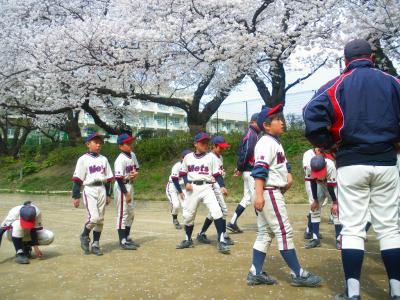sakura.jpg