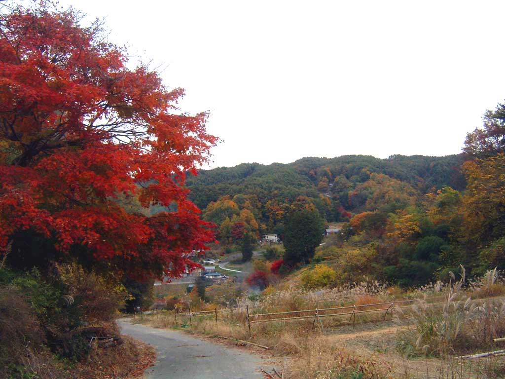 kouyou1.jpg