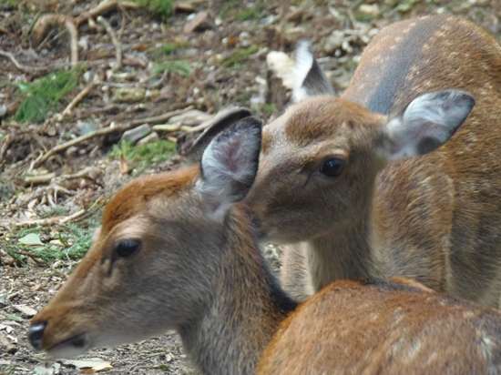 P9090976_R.jpg