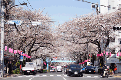 2013桜風景１