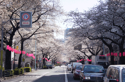 2013桜風景２