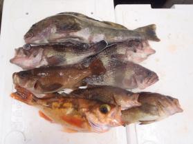 4鮮魚セット228