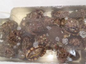 10鮮魚セット228