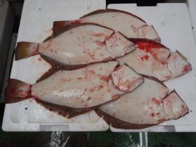 12鮮魚セット228