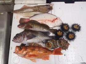 9鮮魚セット430