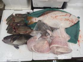 13鮮魚セット430