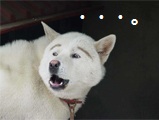 inu.jpg