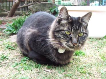 8-2265 フサ、芝生で首輪アップ、右斜め向き