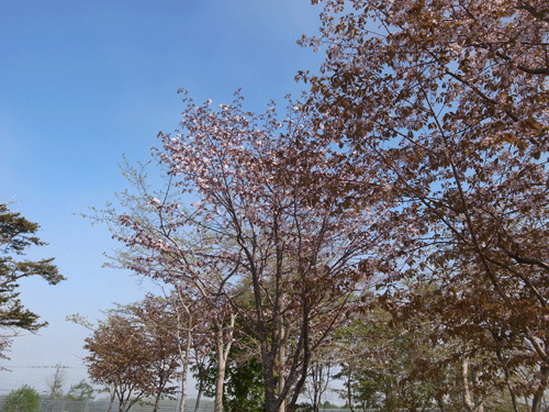 120608sakura.gif