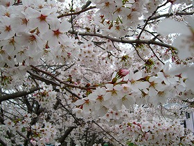桜で空が見えない
