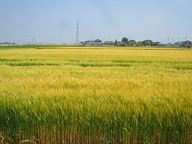 見渡す限り小麦畑