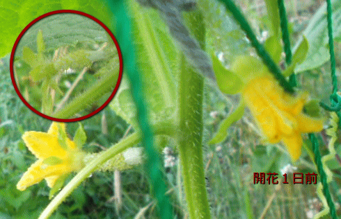 0715-相模半白 開花状況