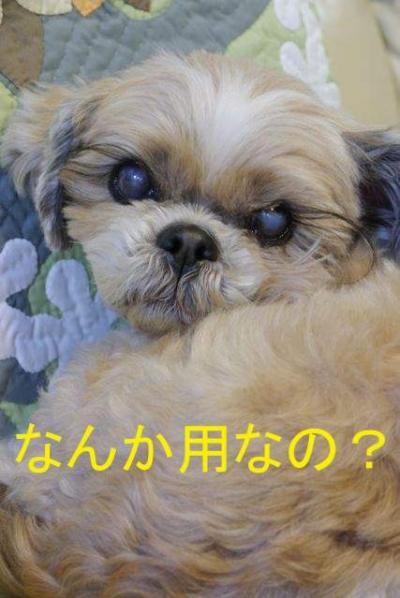 14020702_convert_1_convert_20140207200301.jpg