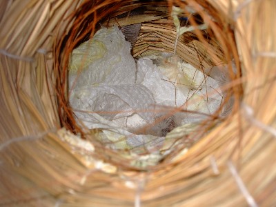 13_20121111122853.jpg