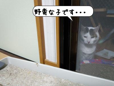 とかげ10
