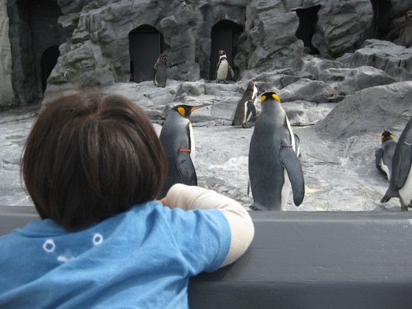penguin.jpg